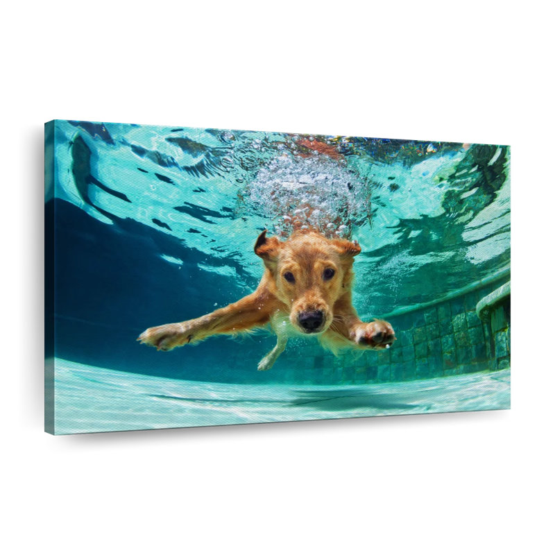 «Diving Golden Retriever» sur toile, H 8 po x l 12 po x P 1 po
