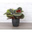 Live Red Prayer Plant in Classic Pot-72624925