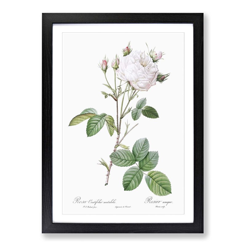 Cabbage Rose in Pale Pink by Pierre-Joseph Redoute - Picture Frame Art Print, Black Framed, 65cm H x 48cm W x 2cm D
