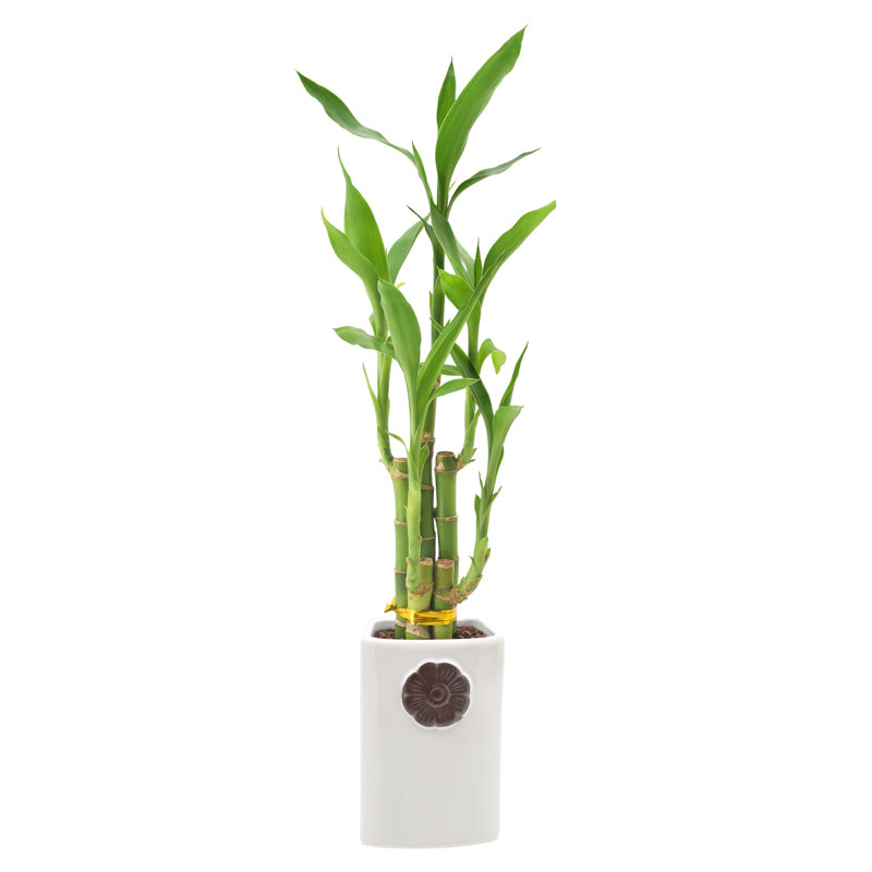 18-Inch Green Dracaena Sanderiana in Ceramic Planter