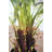 74.8'' Faux Fern Tree in Cement Pot