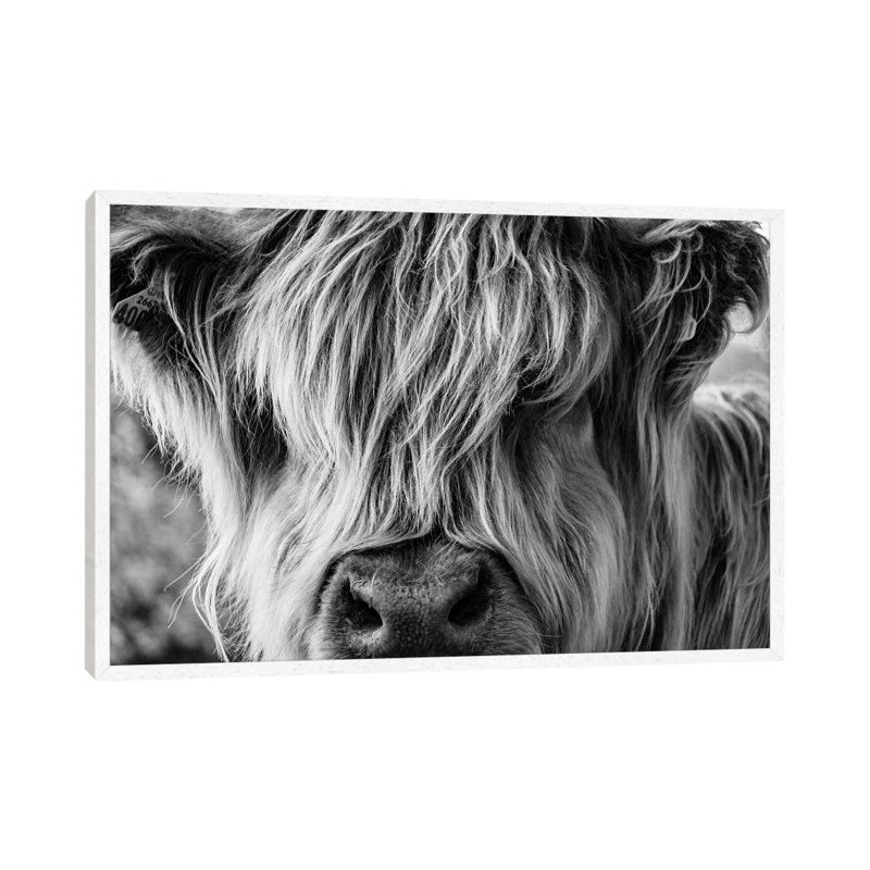 A Very Long-Haired Cow Looks Through Its Hair by Charlietyack - Print on Canvas, 45.72cm H x 66.04cm W x 3.81cm D