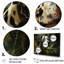 «Dalmatian Dream VI», reproduction sur toile-1939427478-1939427465
