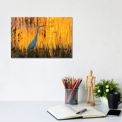 Great egret (Ardea alba) at sunset. Viera Wetlands, Brevard County, Florida. 1 Piece Wrapped Canvas Wall Art