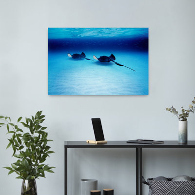 Southern Stingrays Grand Caymans Contemporary Stingray Fish Art