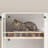 Litter Box Enclosure