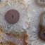 Blue Banded Agate Slice