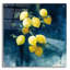 «Lemon Grove 1» par Julia Purinton, art mural en verre acrylique-631549065