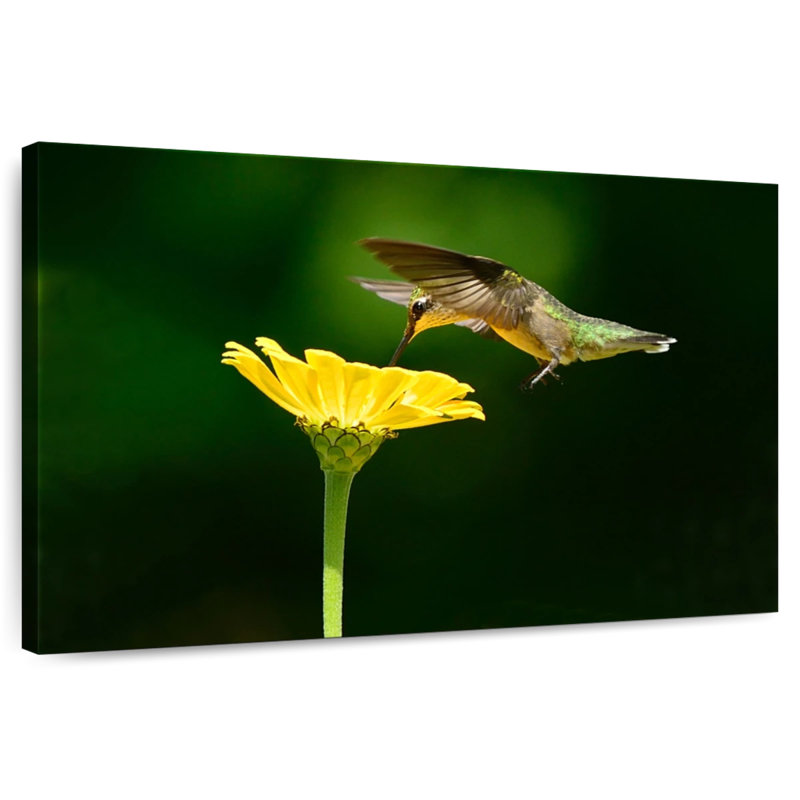 Brampt Hummingbird In Flight, 34" H x 51" W