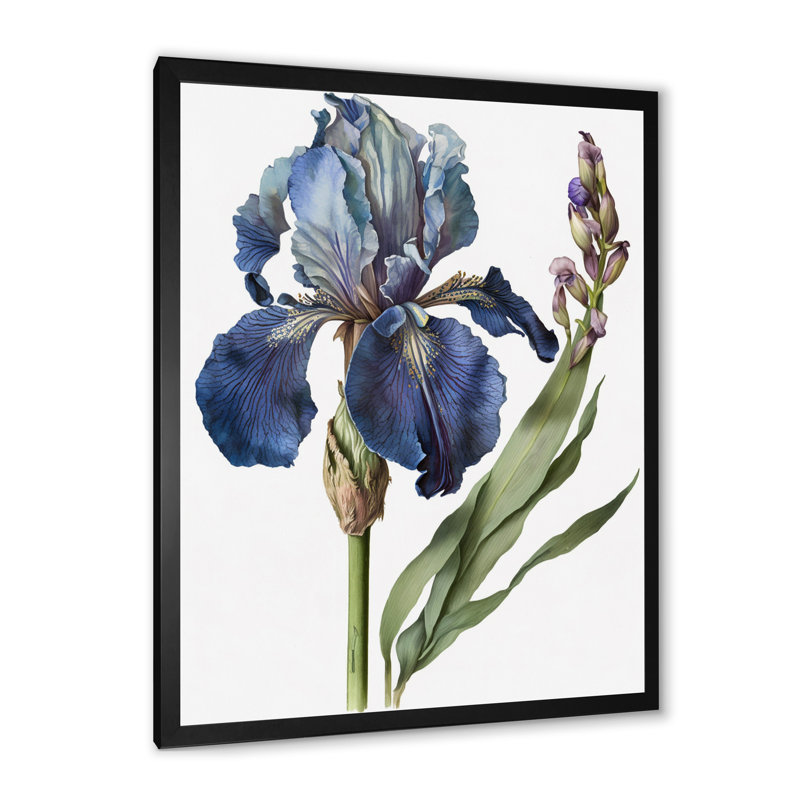 Iris bleu, illustration botanique sur toile, H 40 po x l 30 po x P 1,5 po, Cadre simple noir