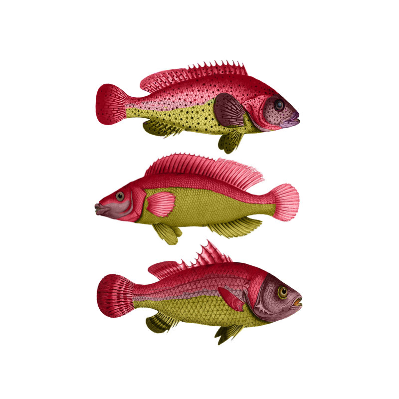 Trio de poissons fantaisie rouge et jaune, H 18 po x l 12 po x P 1 po