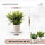 20 cm H Faux Bonsai Succulent Plant