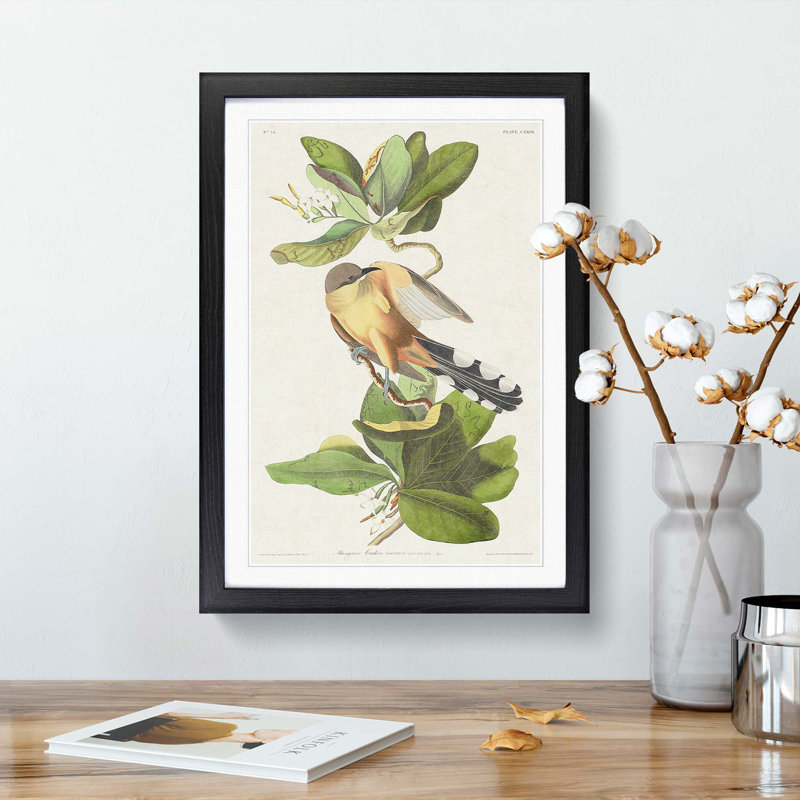 Mangrove Cuckoo by John Audubon - Framed Print, 48cm H x 36cm W x 2cm D, Black Framed