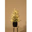 3 Ft Pre-Lit Artificial Christmas Tree with LED Lights – Compact Mini Xmas Tree, Lifelike Branches, Easy Assembly, Holiday Decoration for Home & Office
