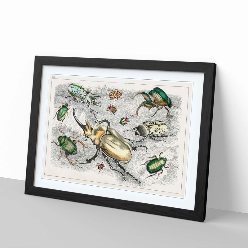 Assortment Of Beetles XLII by Oliver Goldsmith - Single Picture Frame Painting, Black, 45cm H x 63cm W x 2cm D