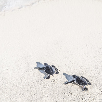 Two Turtles - Wrapped Canvas Print