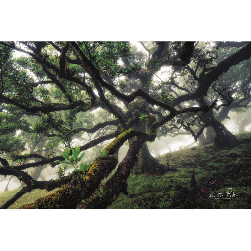Tentacules par Martin Podt - reproduction, H 8 po x l 12 po, Toile tendue