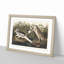 Night Heron by John Audubon - Picture Frame Painting Print on MDF-55577190-55577192