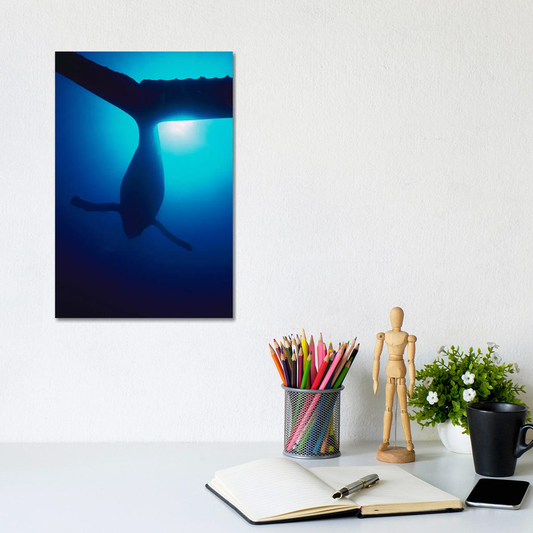 Humpback Whale Male Singing, Maui, Hawaii by Flip Nicklin - Wrapped Canvas Gallery-Wrapped Canvas Giclée