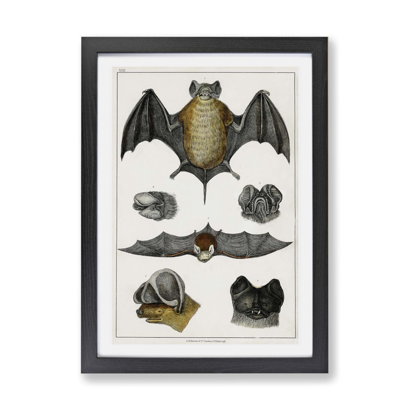 Various Bats XIII - Framed Print, 33cm H x 45cm W x 2cm D, Black