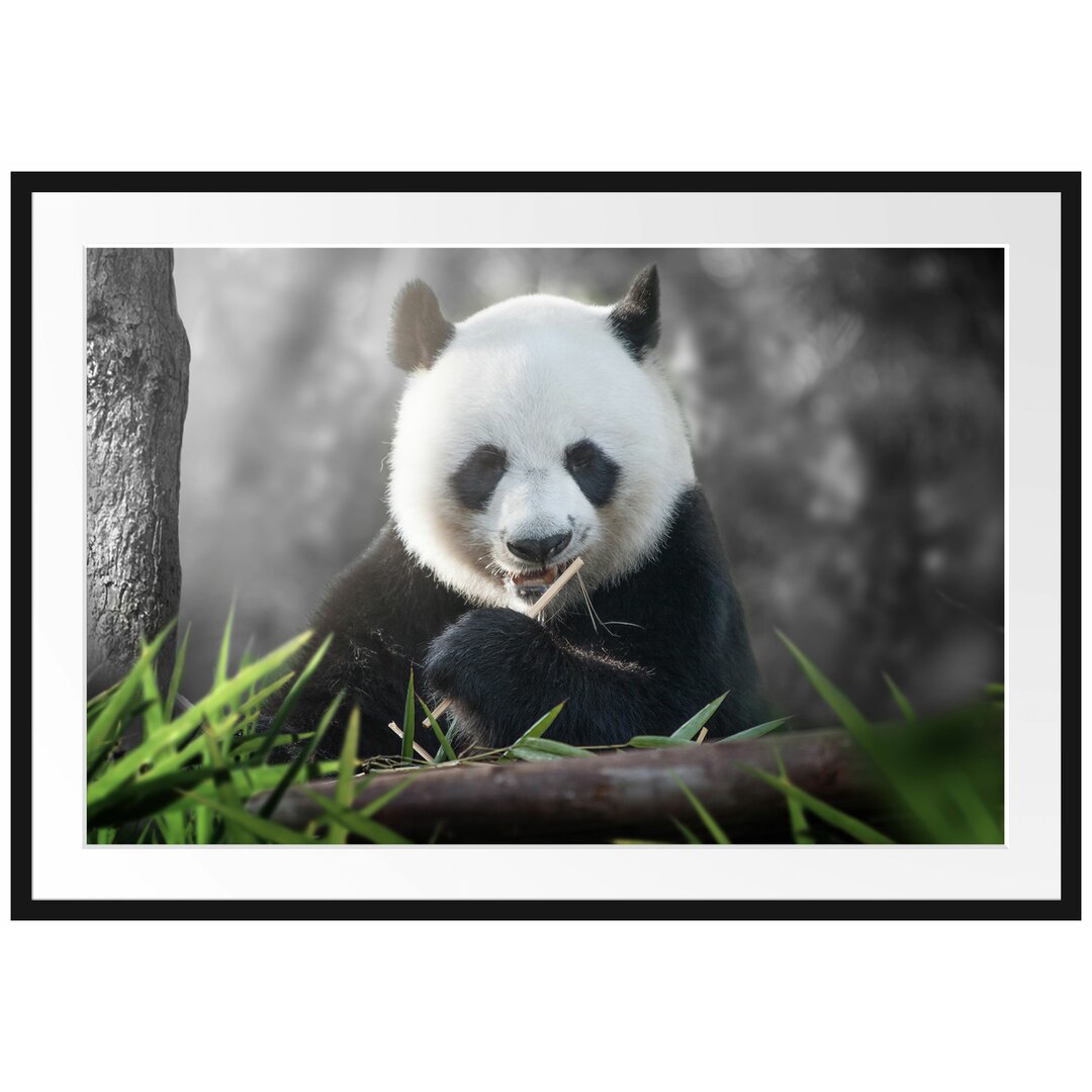 Gerahmtes Poster Niedlicher Panda isst Bambus