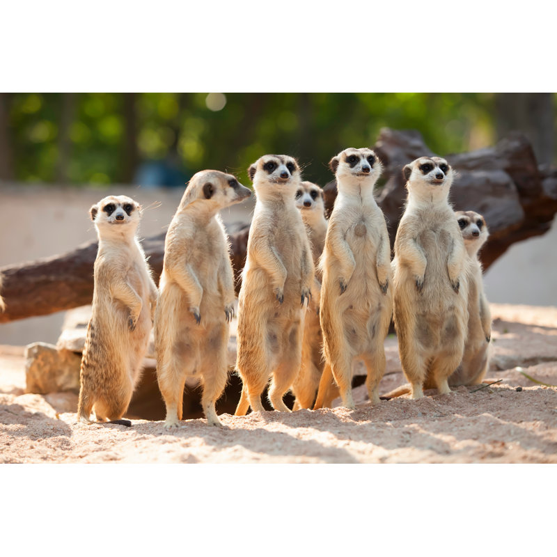 Meerkat - Wrapped Canvas Print, 51cm H x 76cm W x 3.8cm D