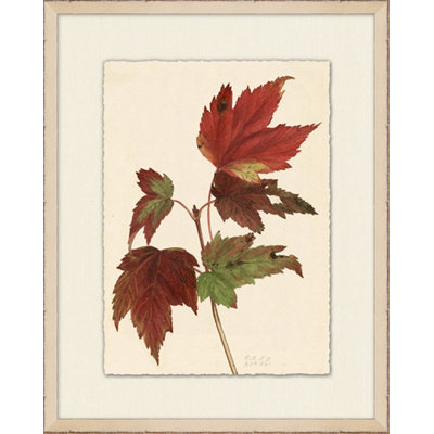 Maple Leaves 2 Painting