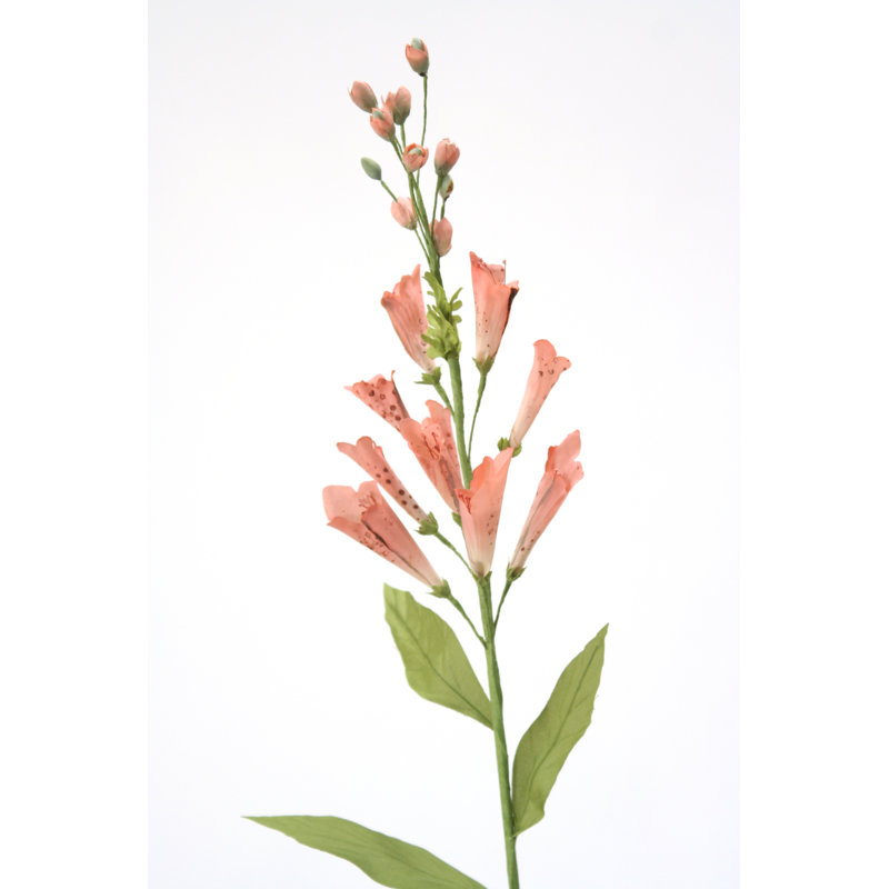 Tige foxglove, Rose tendre