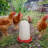 Pet Fountain