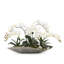 Orchids Arrangement in Tray