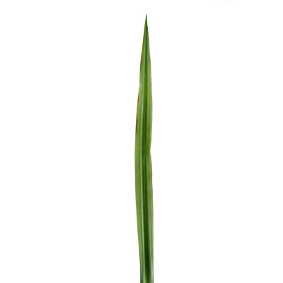 36'' Faux Foliage Plant