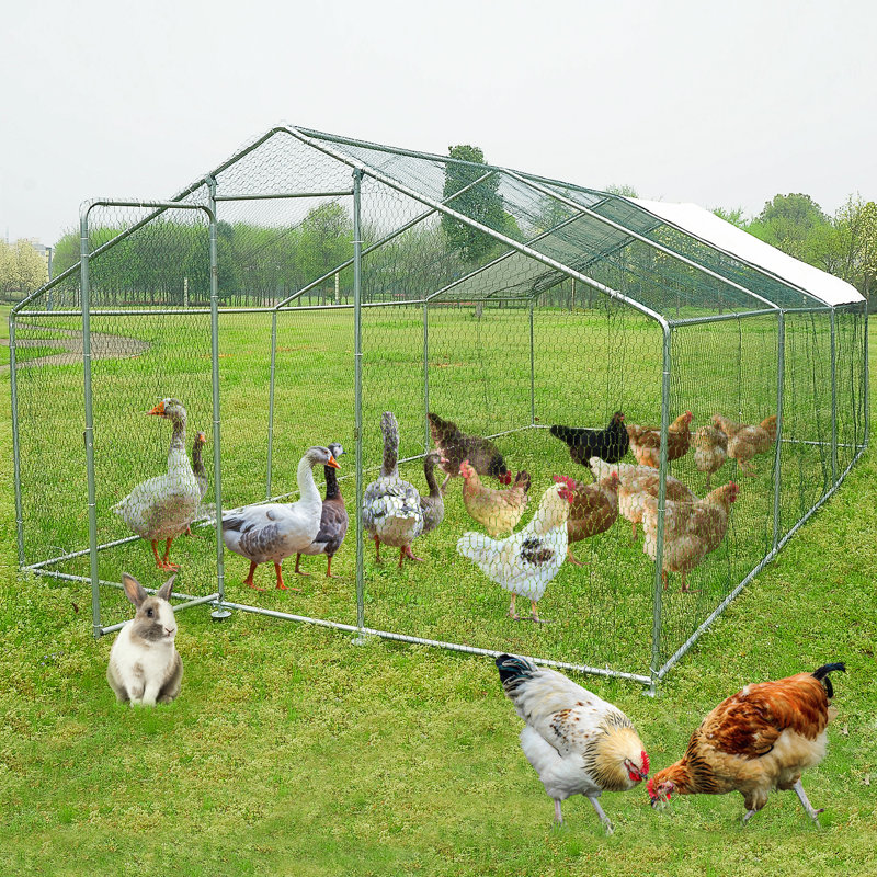 Chicken Run Coops With Climbing Pole