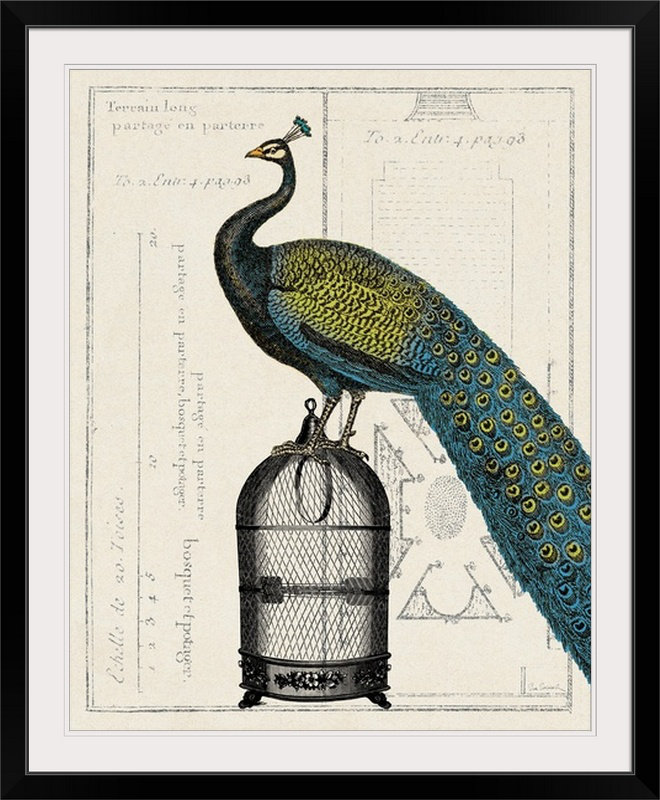 « ii » par sue schlabach, impression Peacock Birdcage, H 23 po x l 20 po x P 1 po, Cadre noir