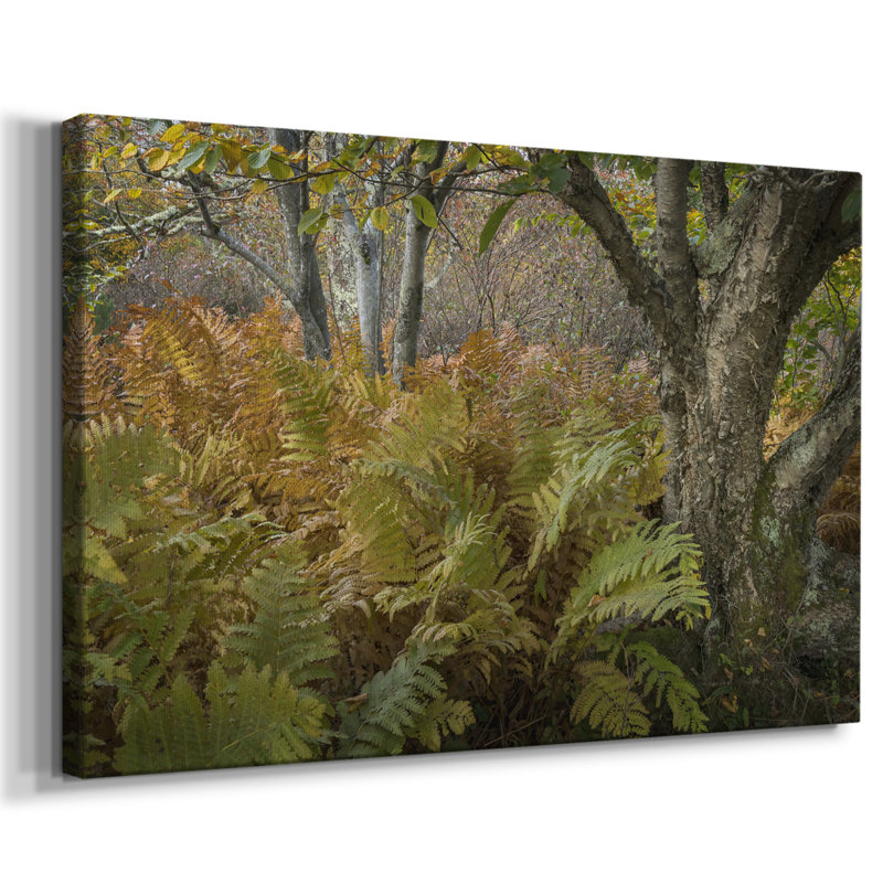 Fougères d'automne - Cavas enveloppés de galerie, 40 x 60