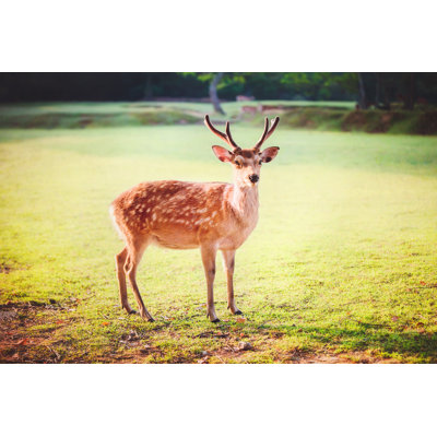 Sacred Sika Deer by Zhuzhu - Wrapped Canvas Print