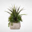 Faux Succulent Plant in Cement Planter