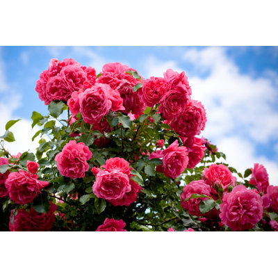 Rose Bush by AlexeyZel - Wrapped Canvas Print
