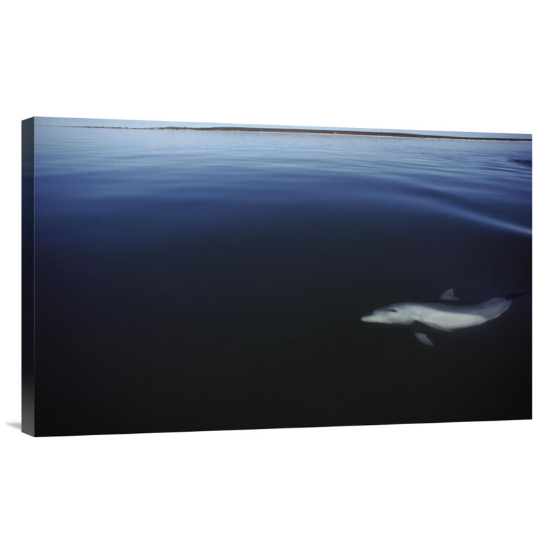 " Bottlenose Dolphin Swimming Underwater, Australia ", Wrapped Canvas, 18.6" H x 30" W