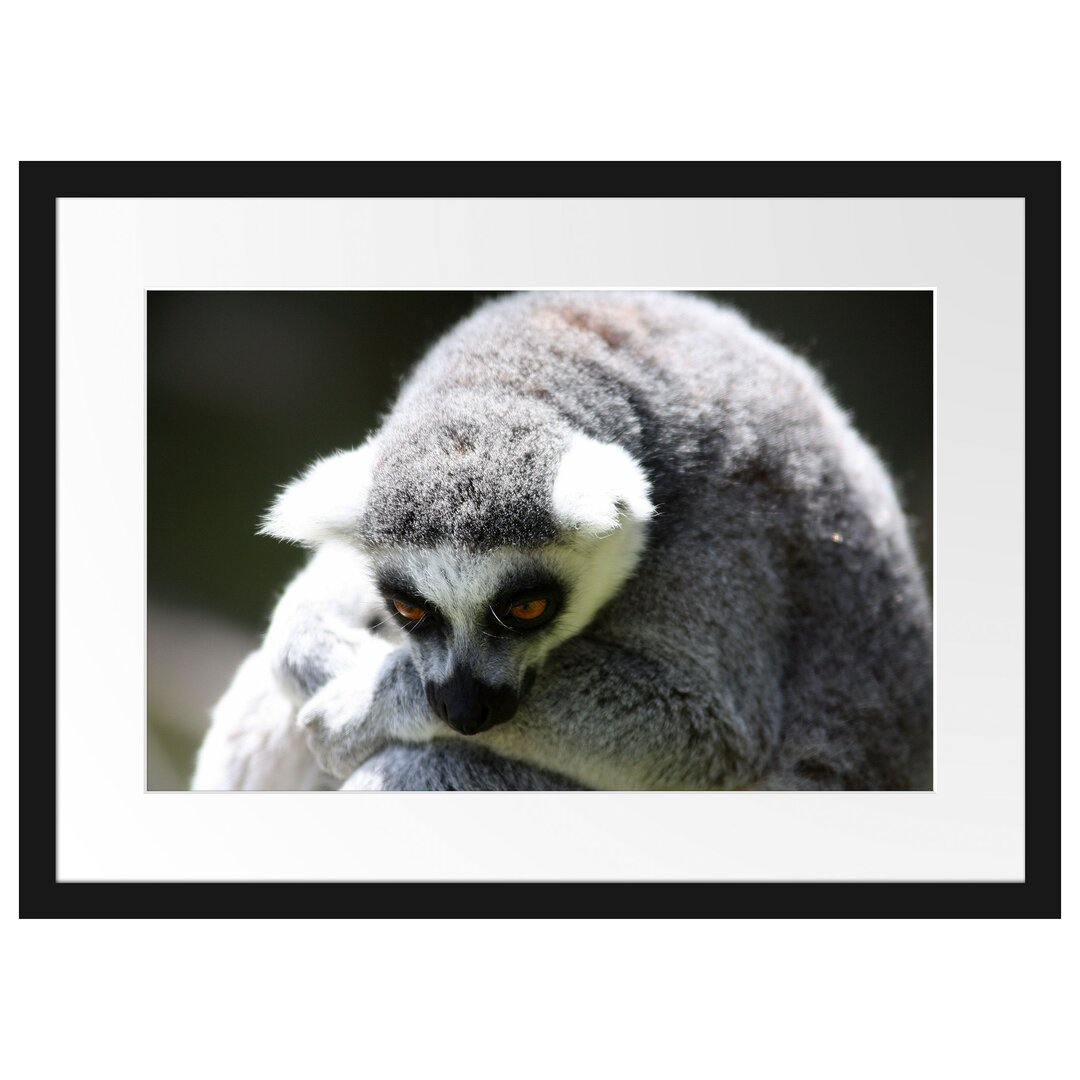 Gerahmtes Fotoposter 'Sitzender Ringelschwanzlemur'