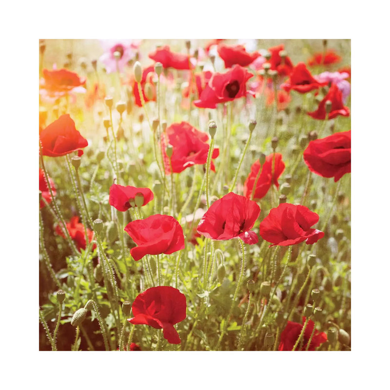 Poppy Field - Wrapped Canvas Print, 30.48 cm H x 30.48 cm W