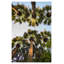 Athènes Palm II-126411596-126411601-126411604