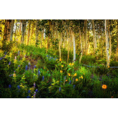 Kebler Pass Wildflowers - Wrapped Canvas Print