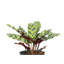 Live Rattlesnake Calathea Plant-72624808-72624807
