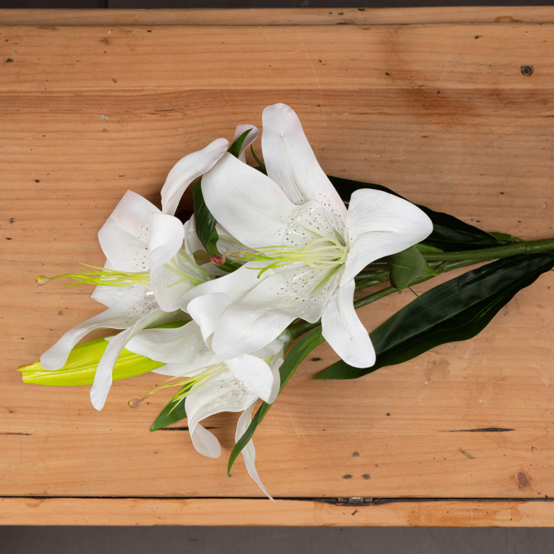 Anastasija Arrangement