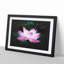 Pink Water Lily Flower Vol.2 - Picture Frame Graphic Art-62803970-62803968