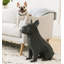 Bouledogue français Max-1516769082