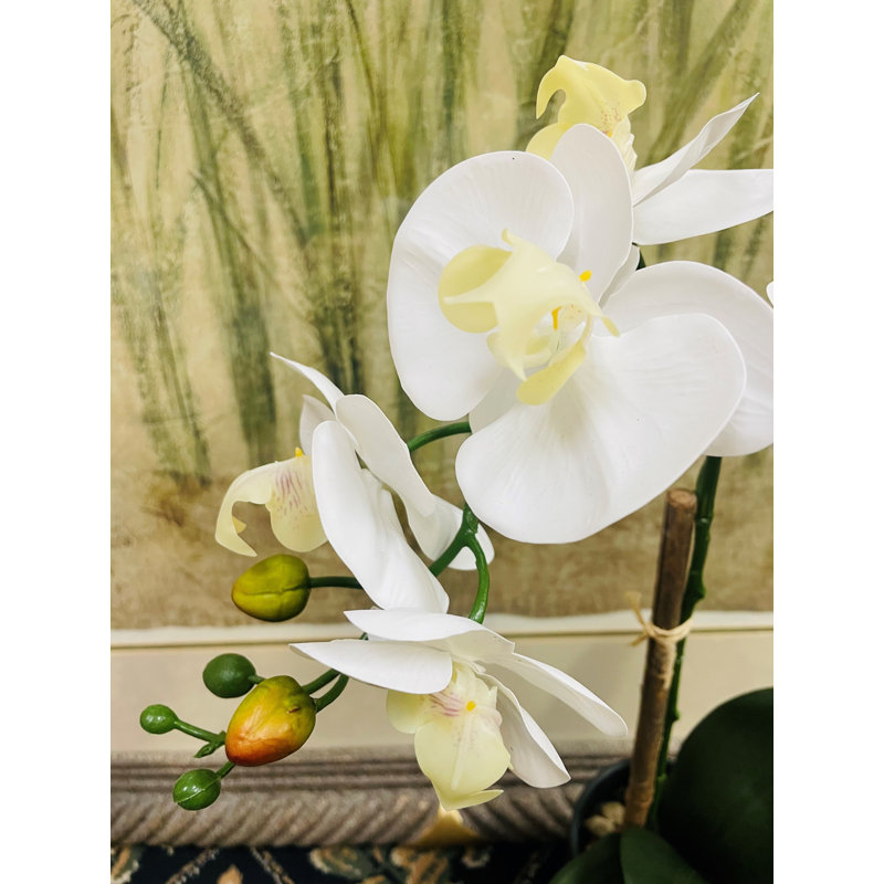 Pot d'orchidée phalaenopsis 20 po