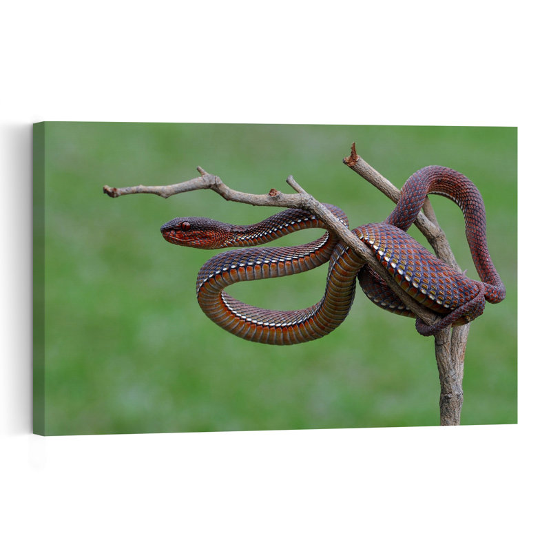 Coiled Red Viper Abstract Contemporary Snake Landscape Nature Wall Art Print by Edy Pamungkas - Print, 101.6cm H x 152.4cm W