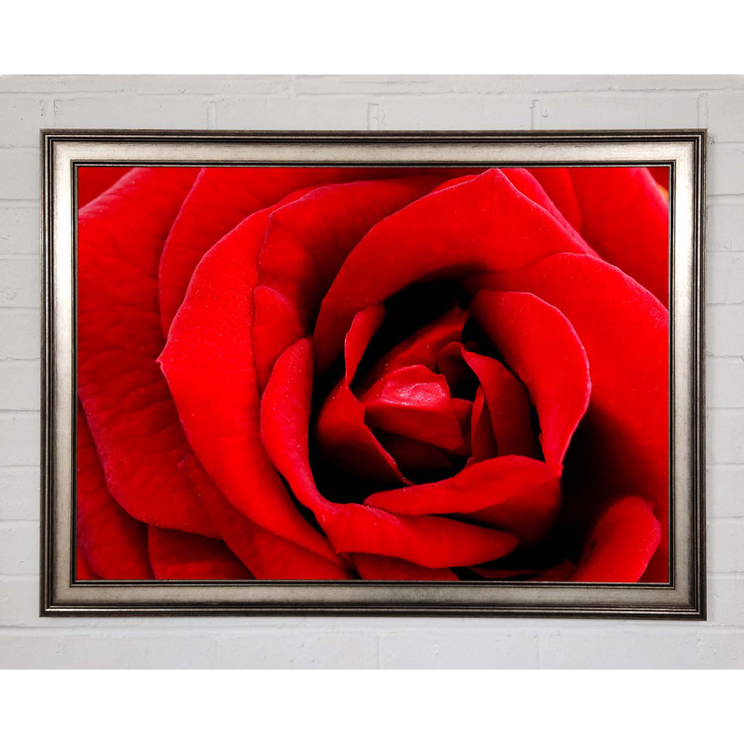 Gerahmtes Leinwandbild Red Rose Velvet Petals