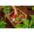 Mezza Keyhole Composting Wood Raised Garden Bed-1250617155